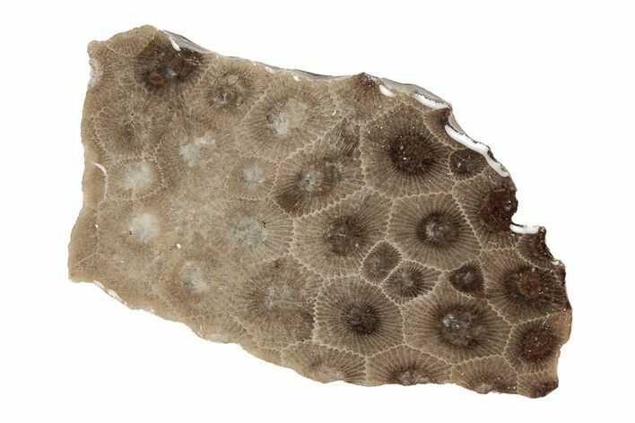 Polished Petoskey Stone (Fossil Coral) Slab - Michigan #204828